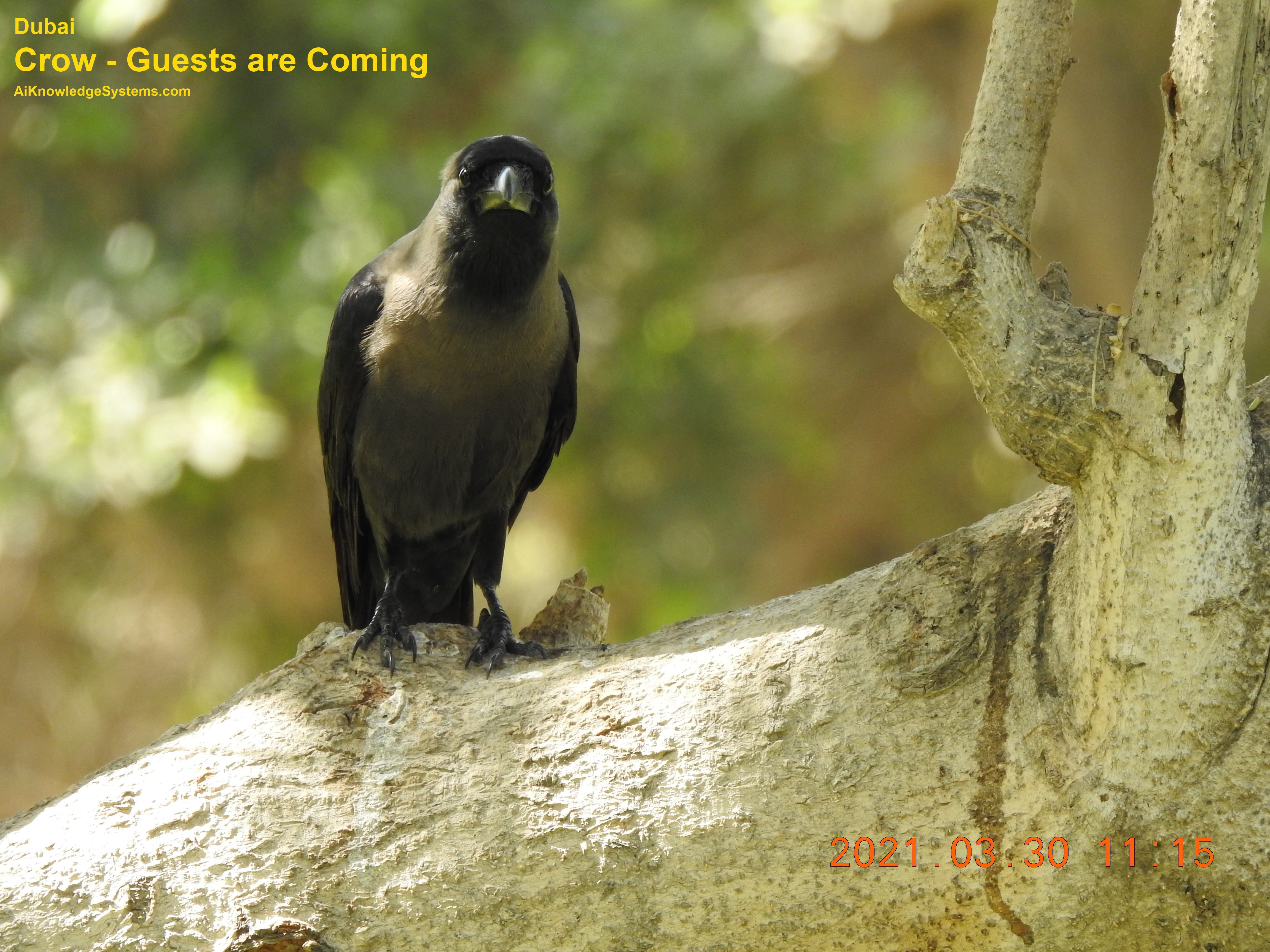 Crow (7) Coming Soon